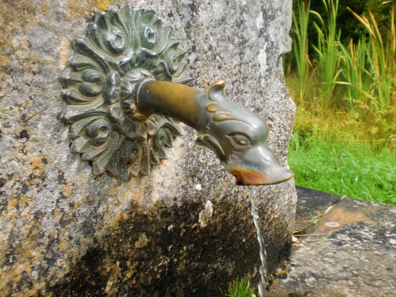 grifo