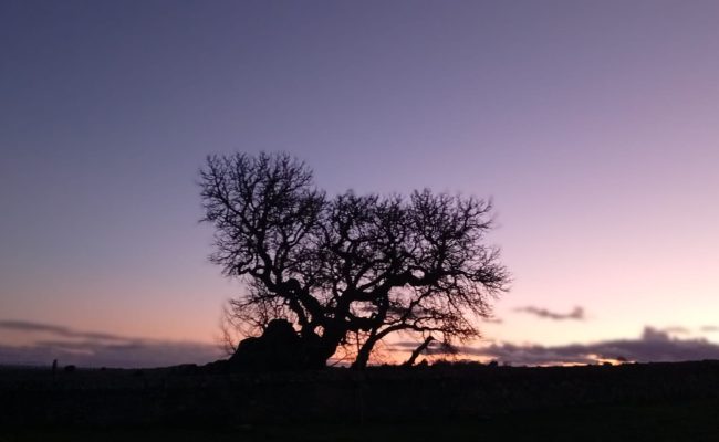 WhatsApp Image 2026-02-09 at 11.30.26